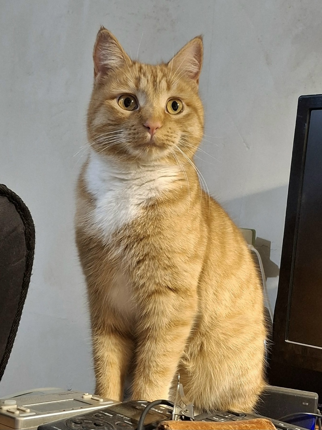 Пропала кошка в Пензе — фото объявления