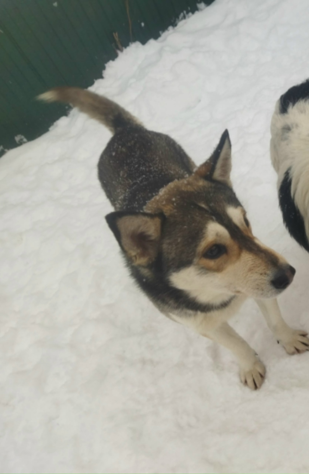 Пропала собака в Пензе — фото объявления