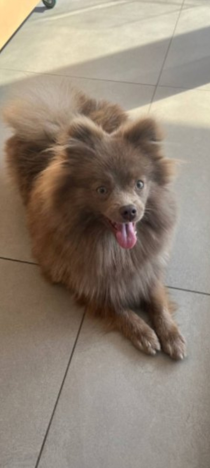 Найдена собака в Пензе — фото объявления