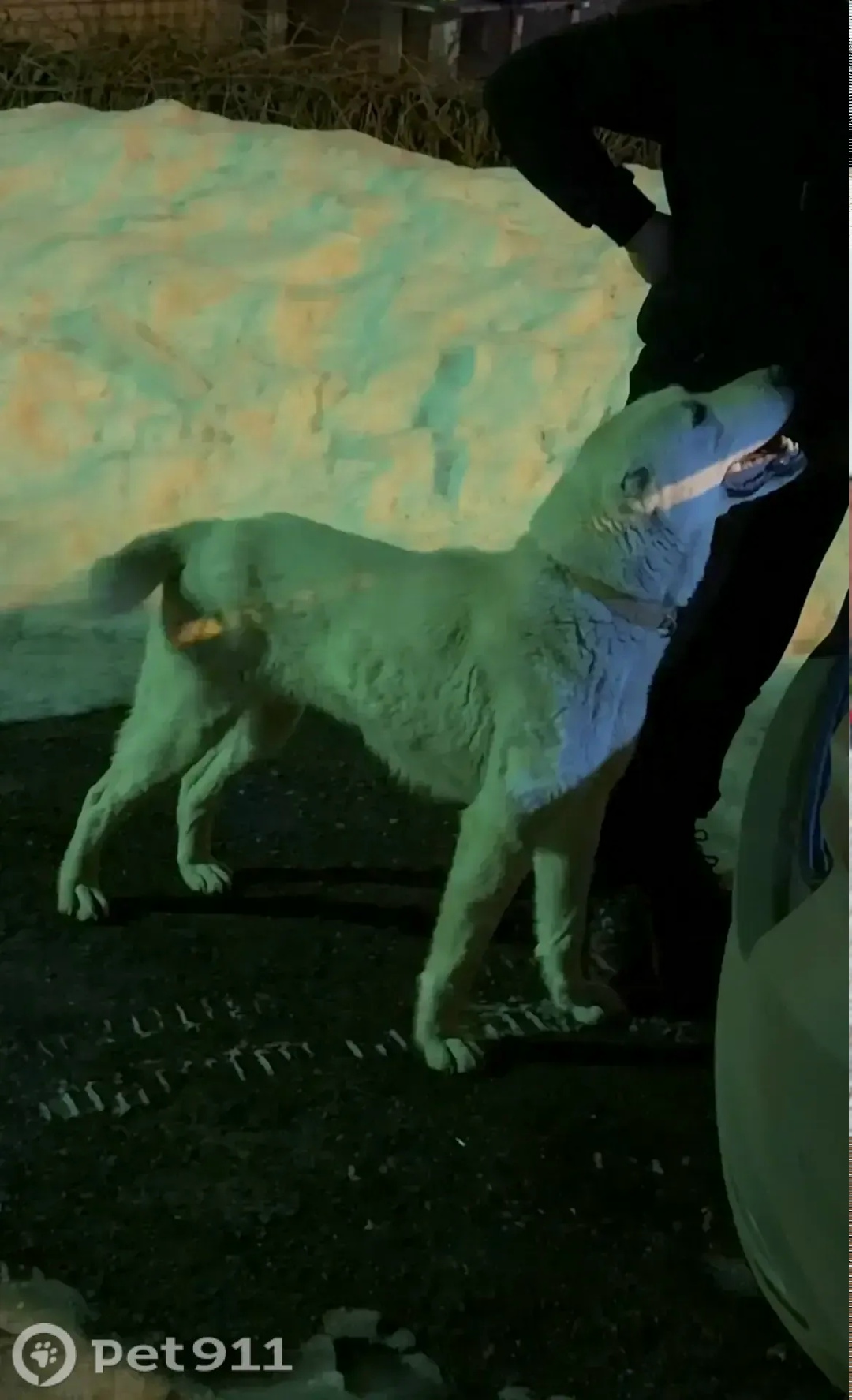 Найдена собака в Пензе — фото объявления