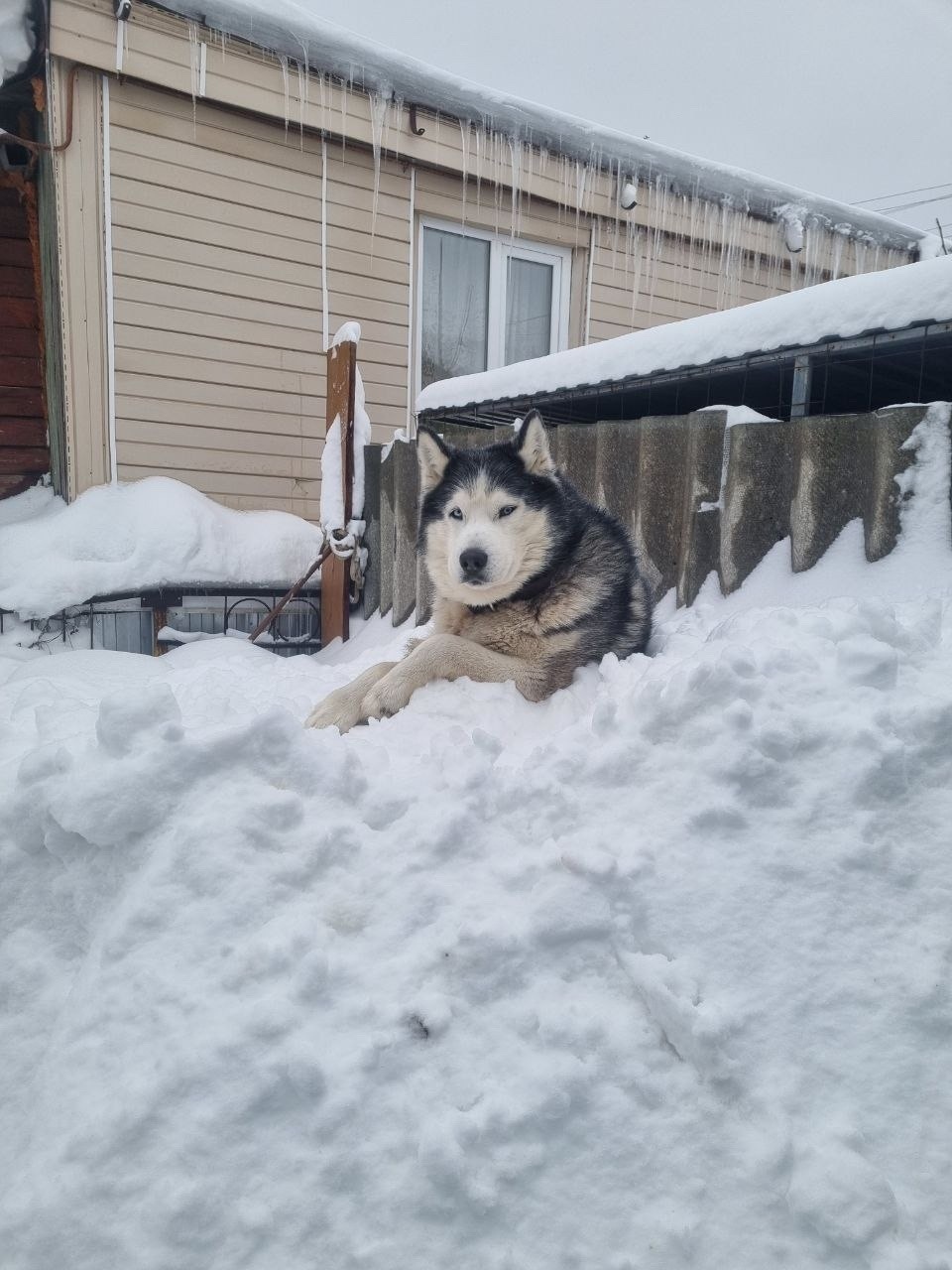 Пропала собака в Пензе — фото объявления