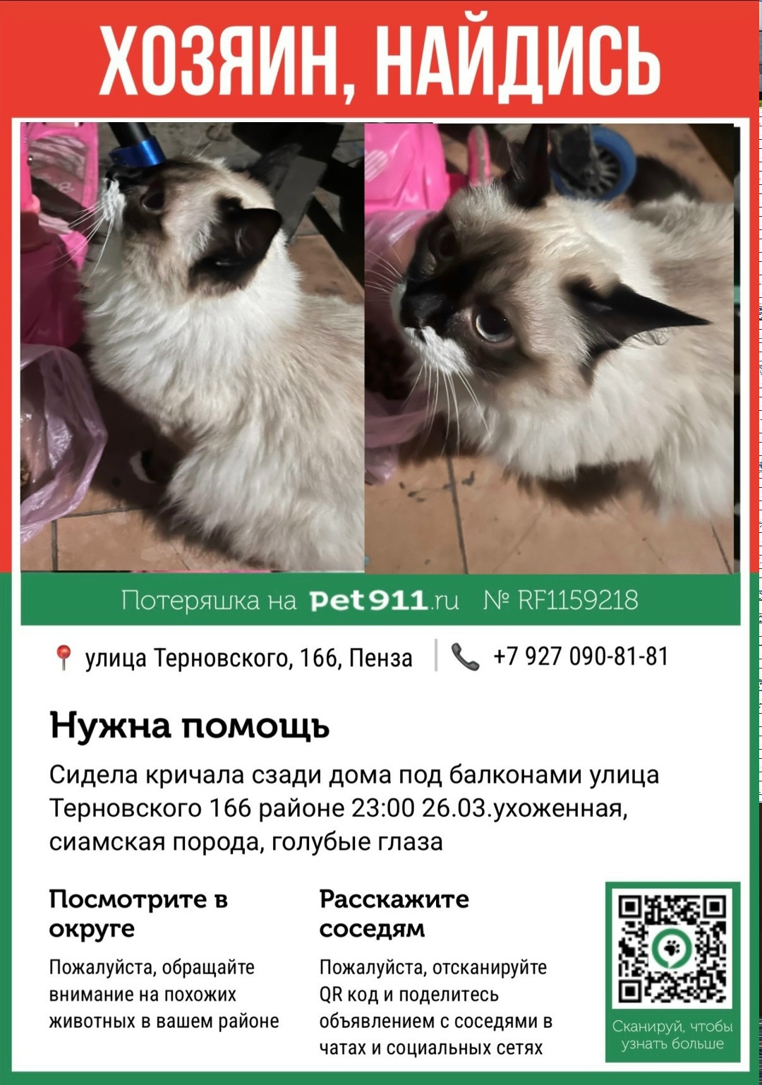 Найдена кошка в Пензе — фото объявления