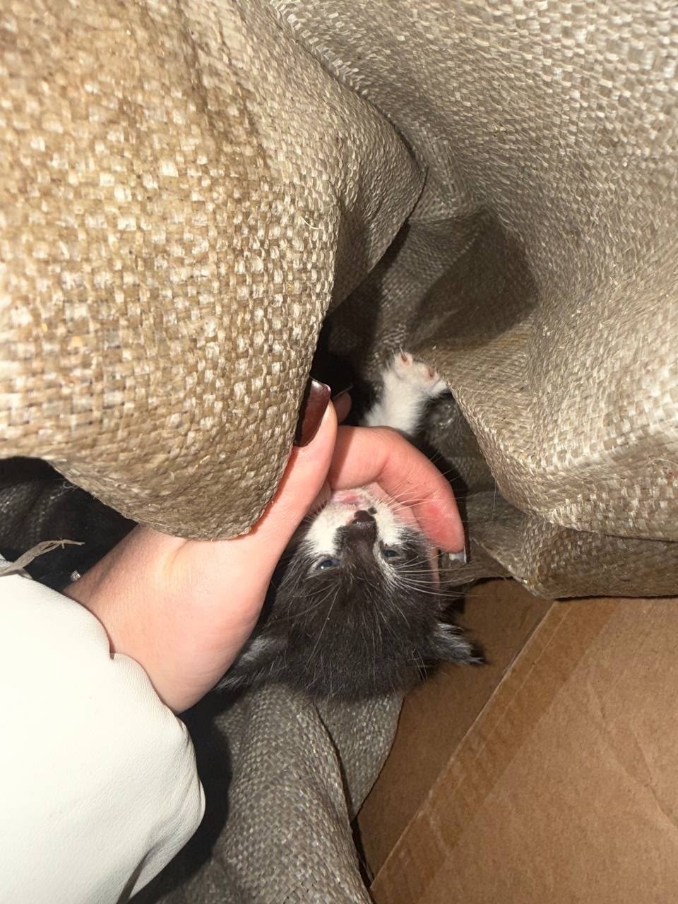 Найдена кошка в Пензе — фото объявления