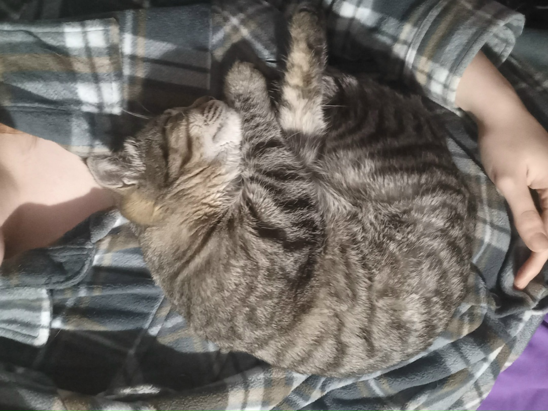 Пропала кошка в Пензе — фото объявления