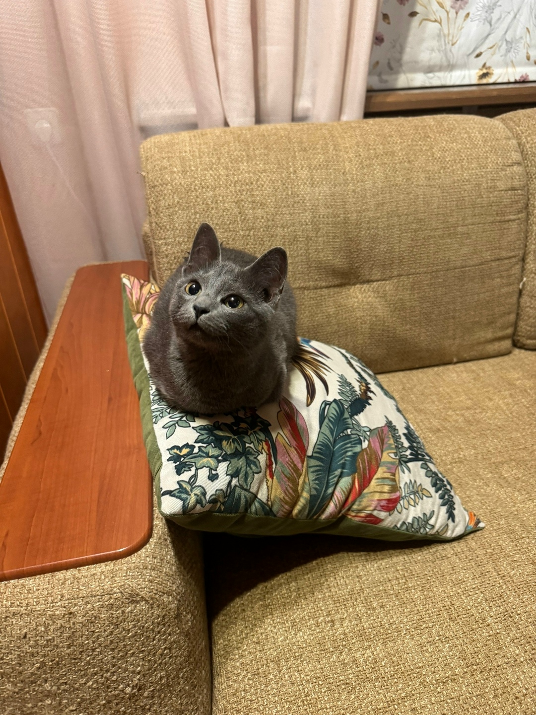 Пропала кошка в Пензе — фото объявления