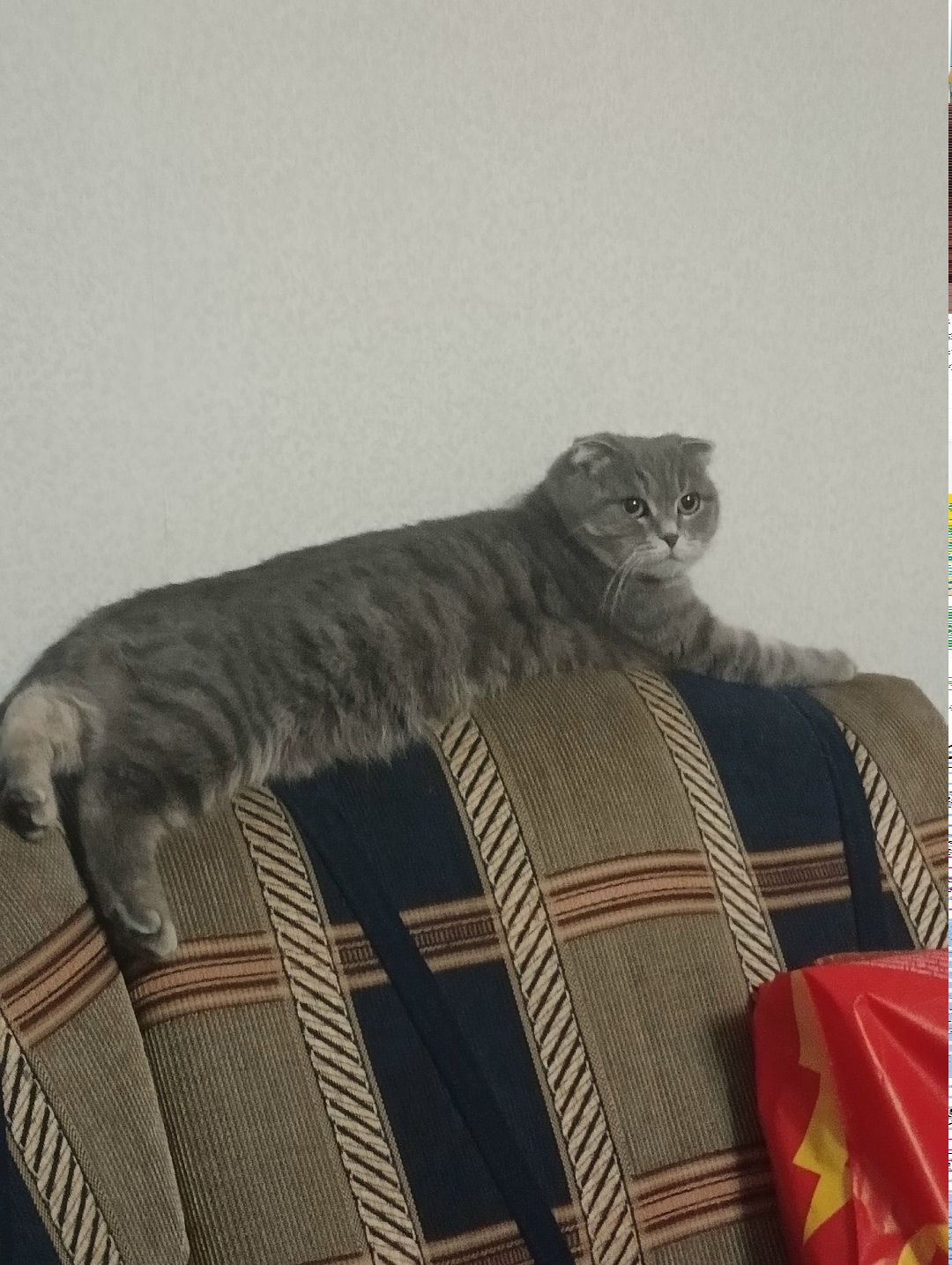 Пропала кошка в Пензе — фото объявления