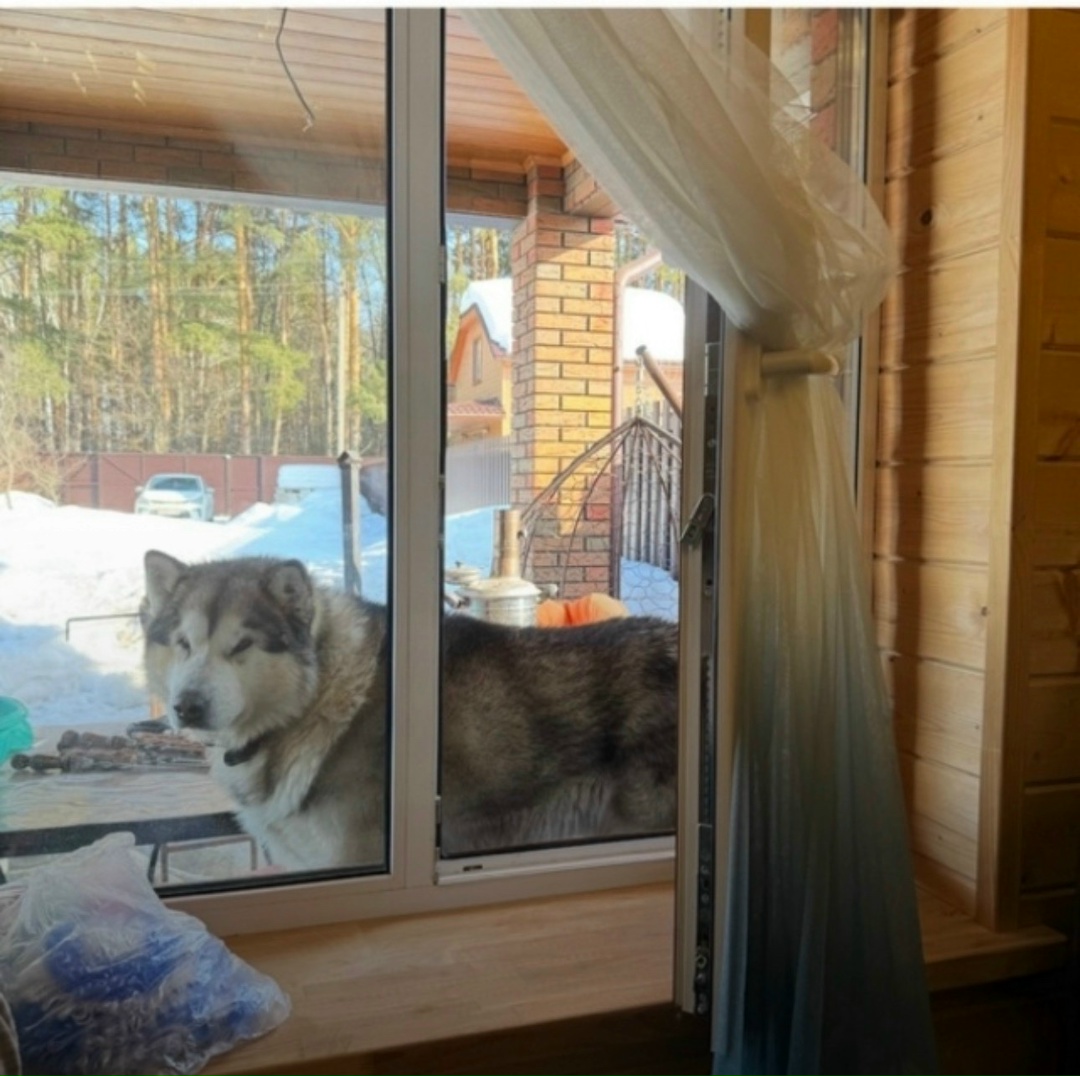 Пропала собака в Пензе — фото объявления