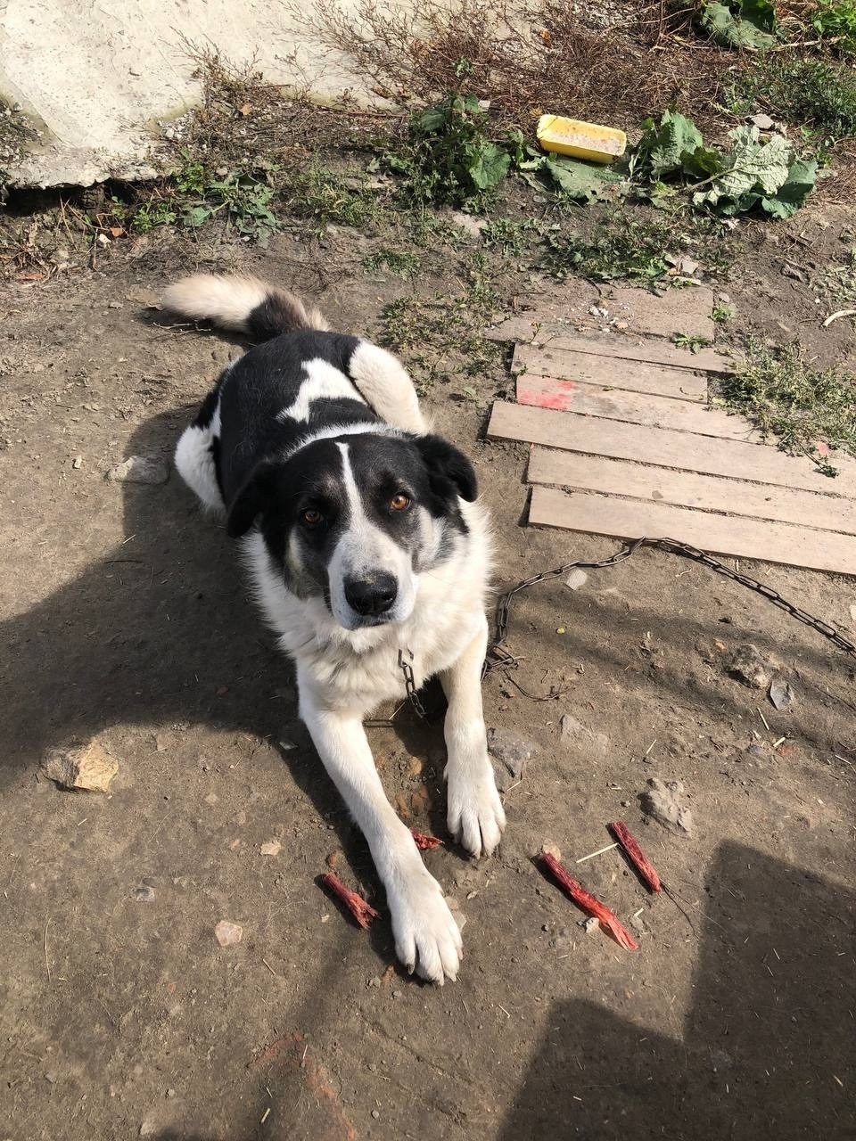 Пропала собака в Пензе — фото объявления