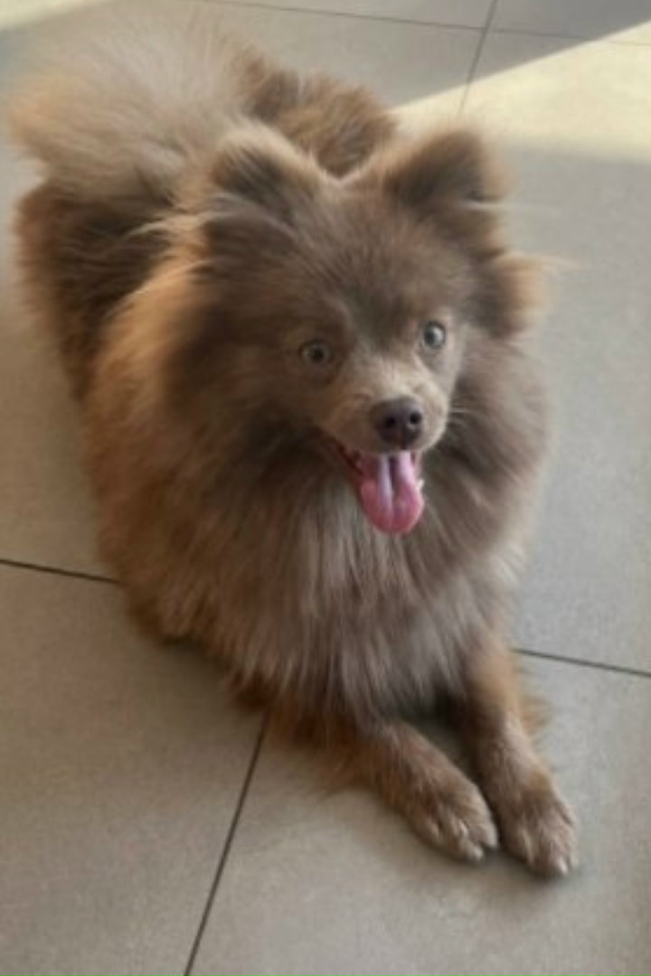 Найдена собака в Пензе — фото объявления