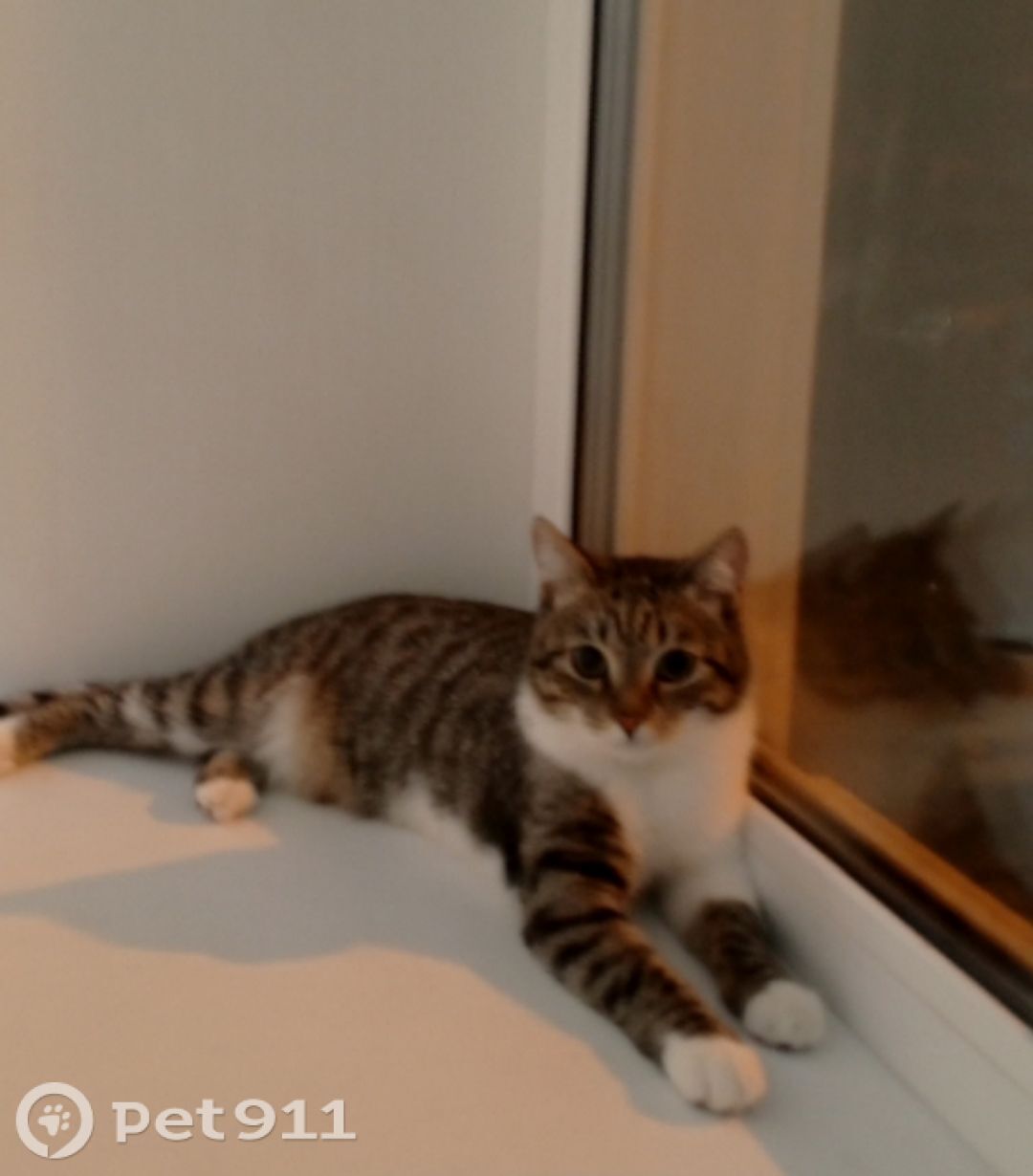 Пропала кошка в Пензе — фото объявления