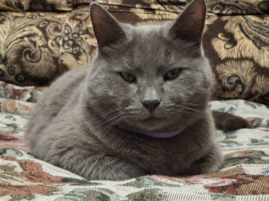 Пропала кошка в Пензе — фото объявления