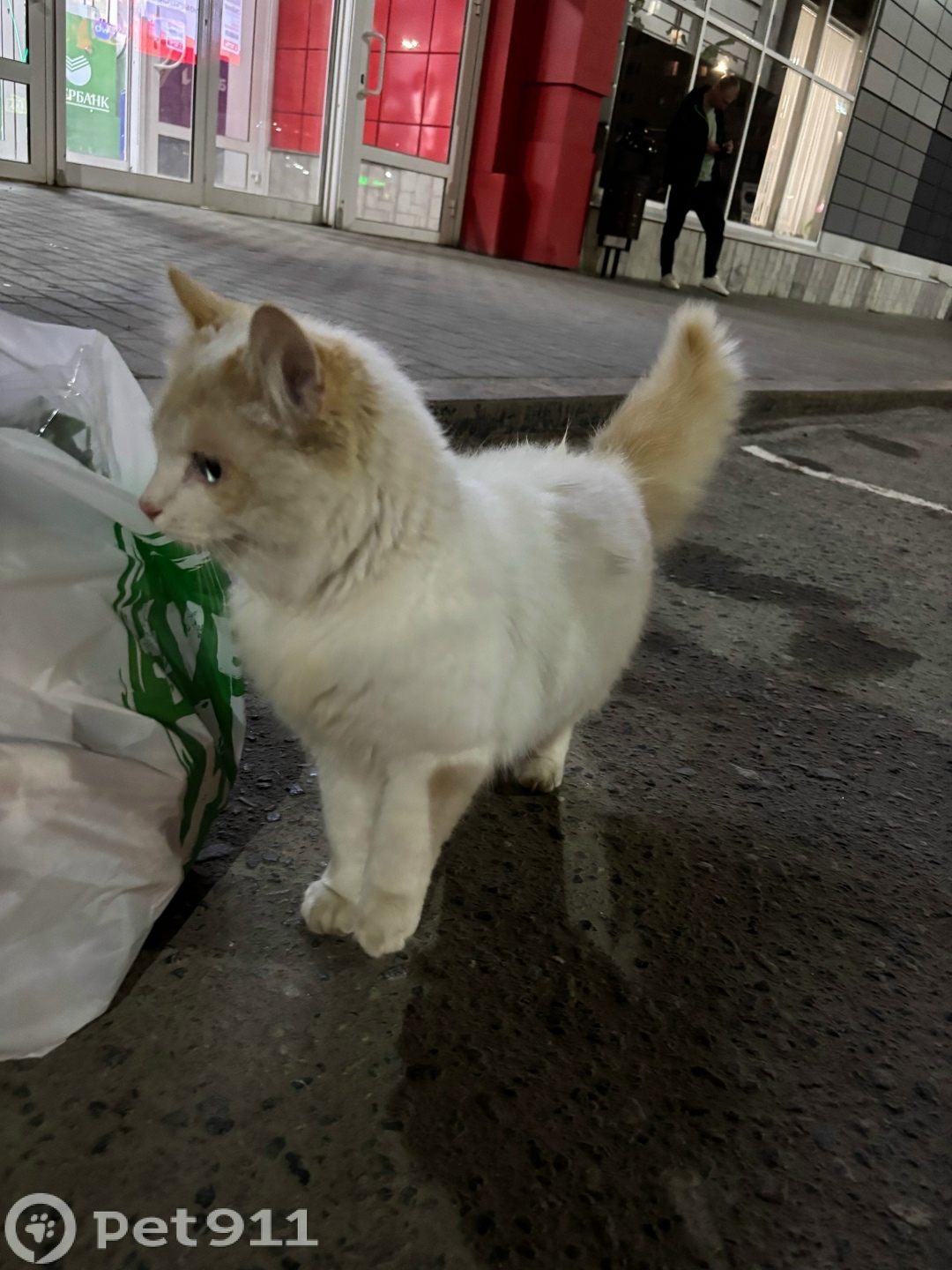 Найдена кошка в Пензе — фото объявления