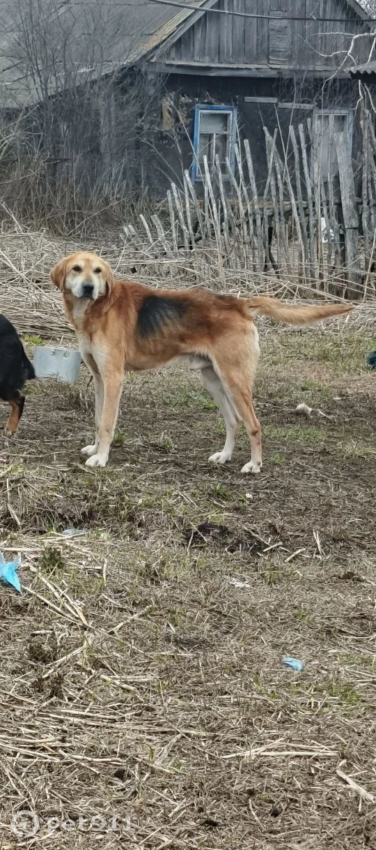Найдена собака в Пензе — фото объявления