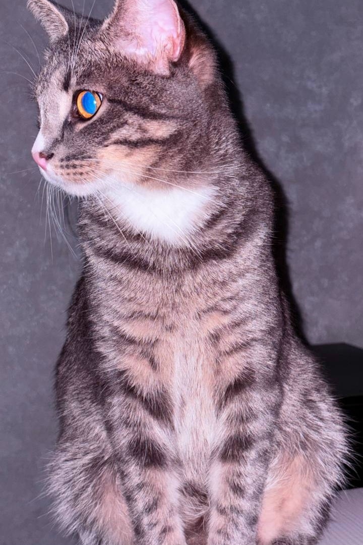 Пропала кошка в Пензе — фото объявления