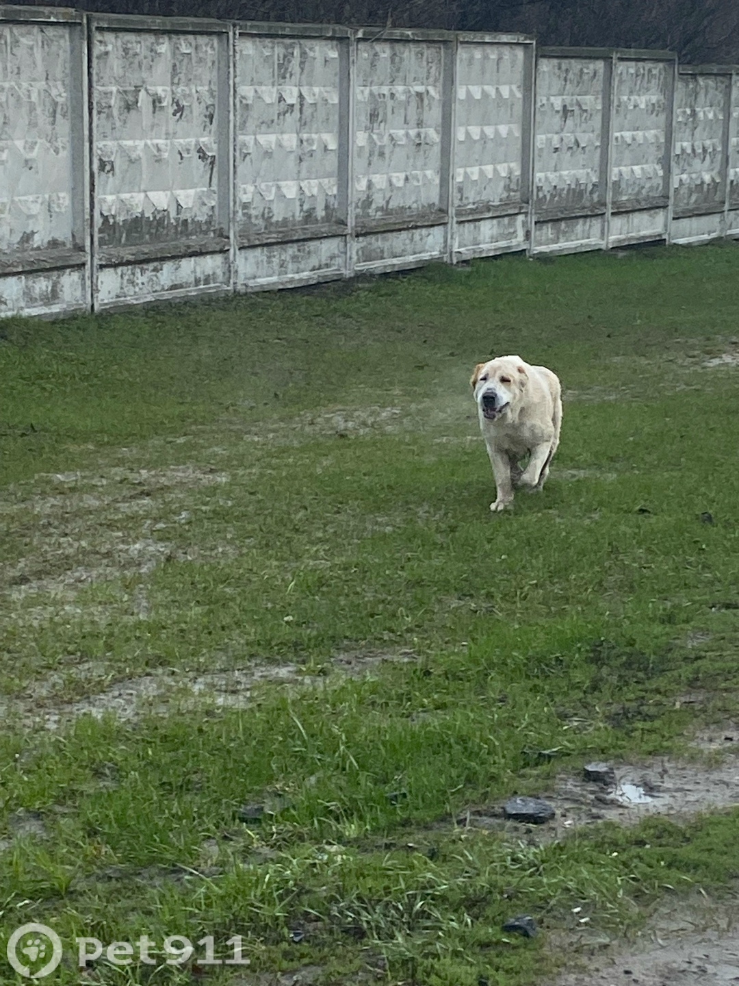 Найдена собака в Пензе — фото объявления