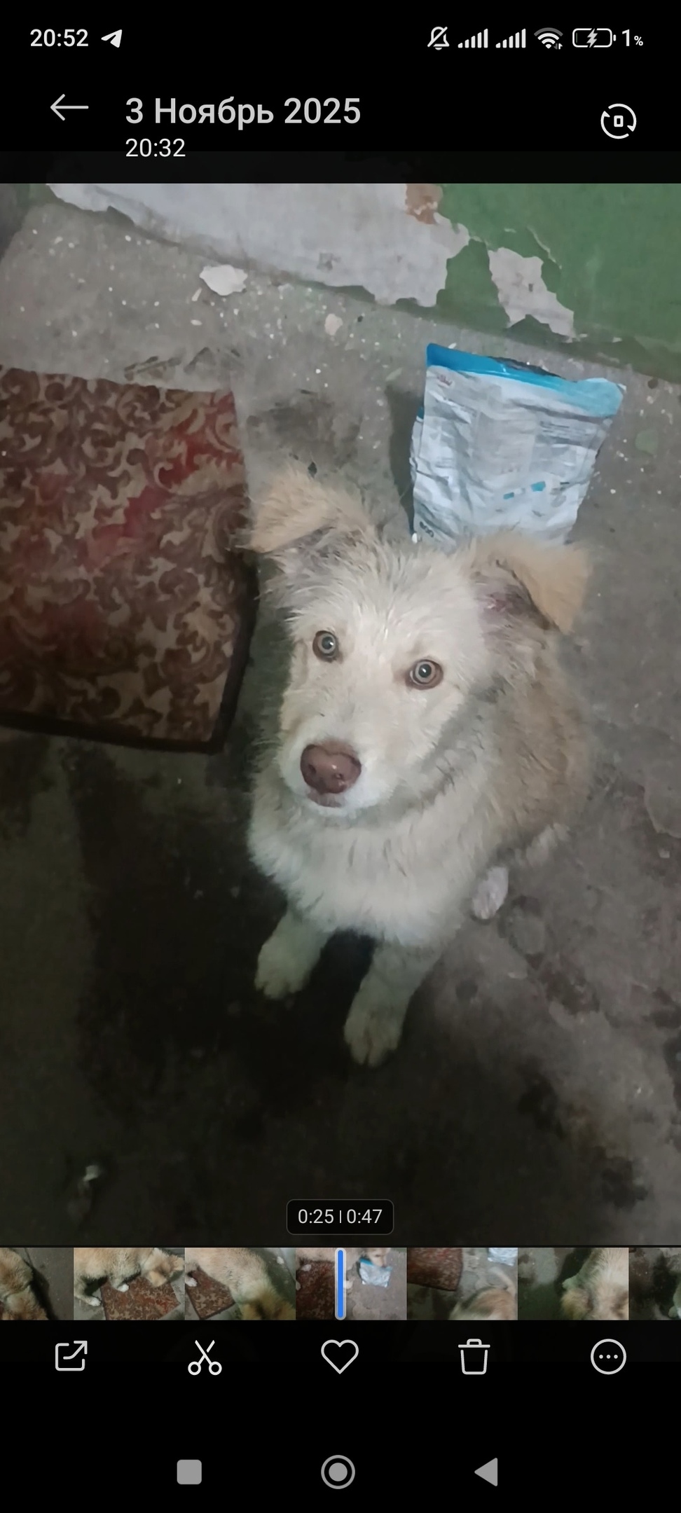 Найдена собака в Пензе — фото объявления