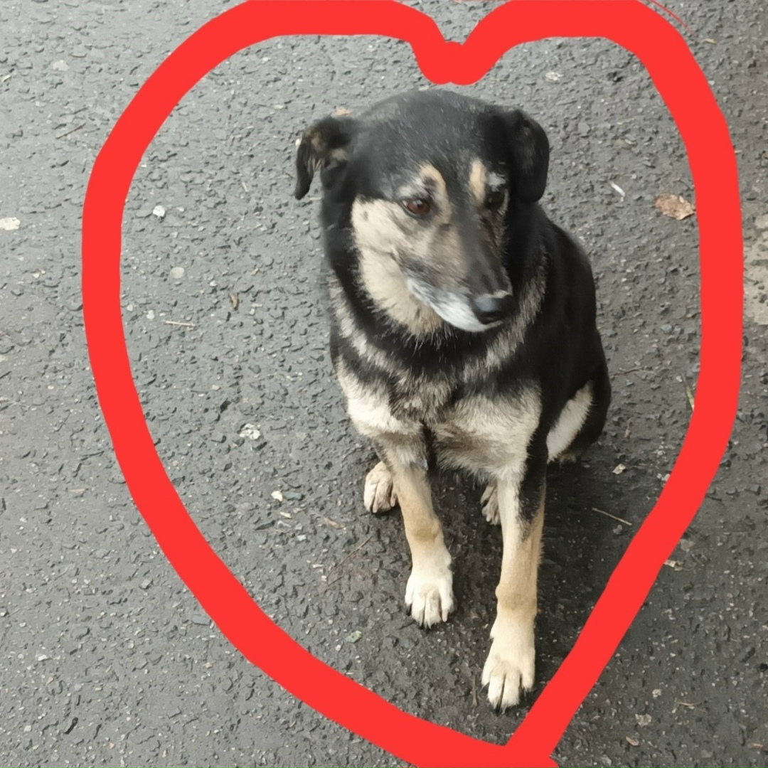 Пропала собака в Пензе — фото объявления