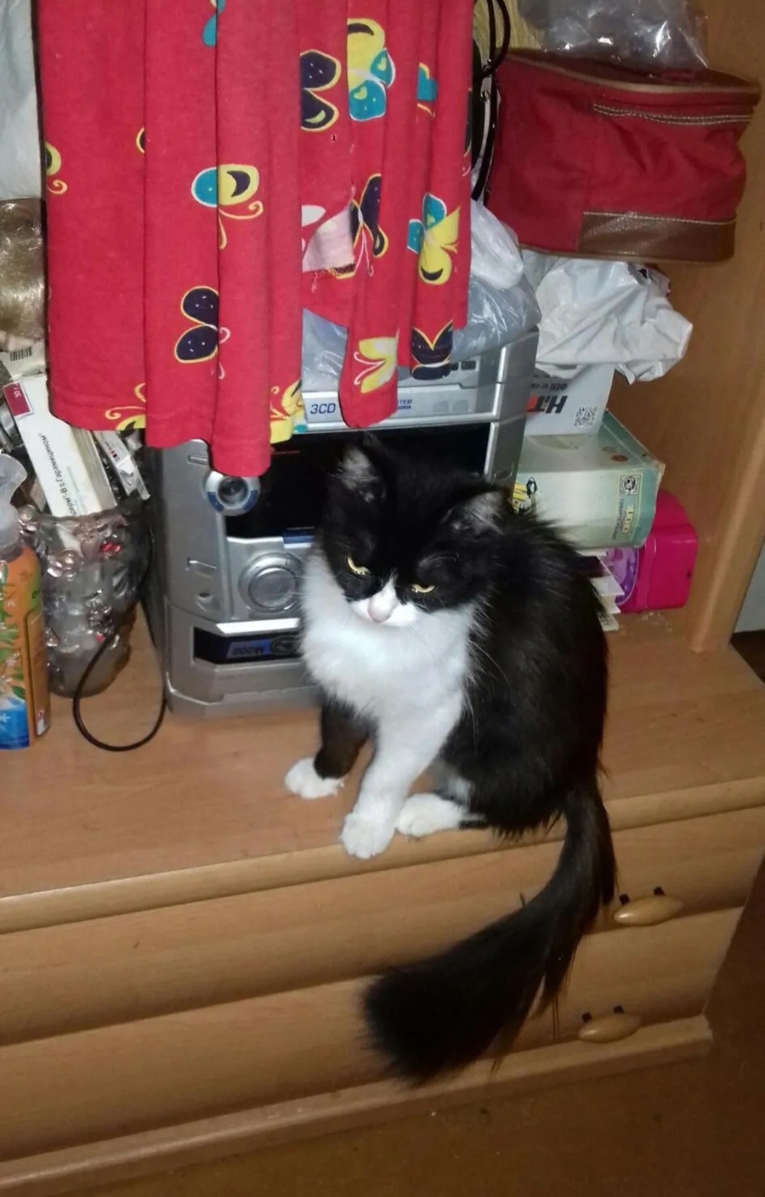 Пропала кошка в Пензе — фото объявления