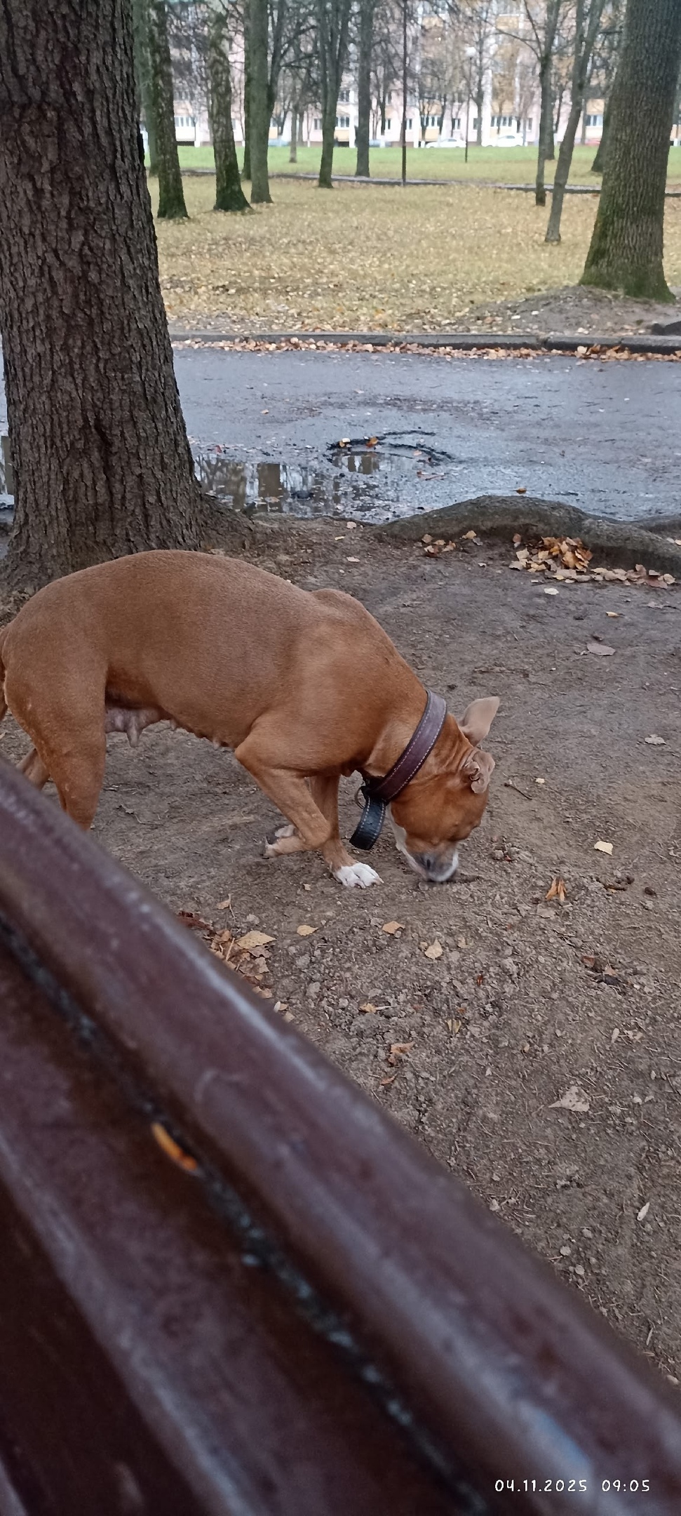 Найдена собака в Пензе — фото объявления