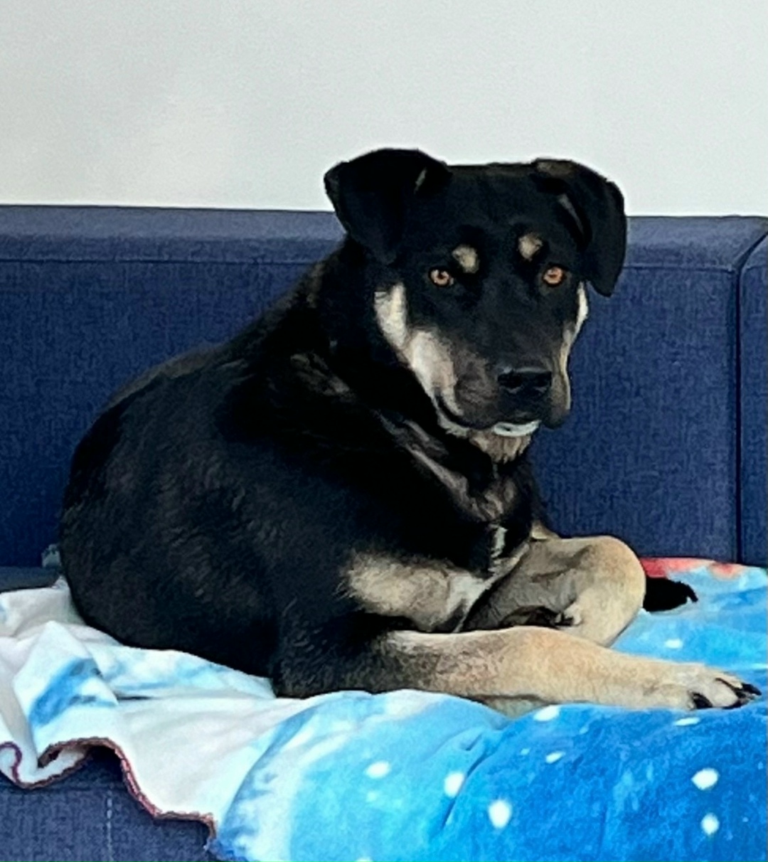 Пропала собака в Пензе — фото объявления