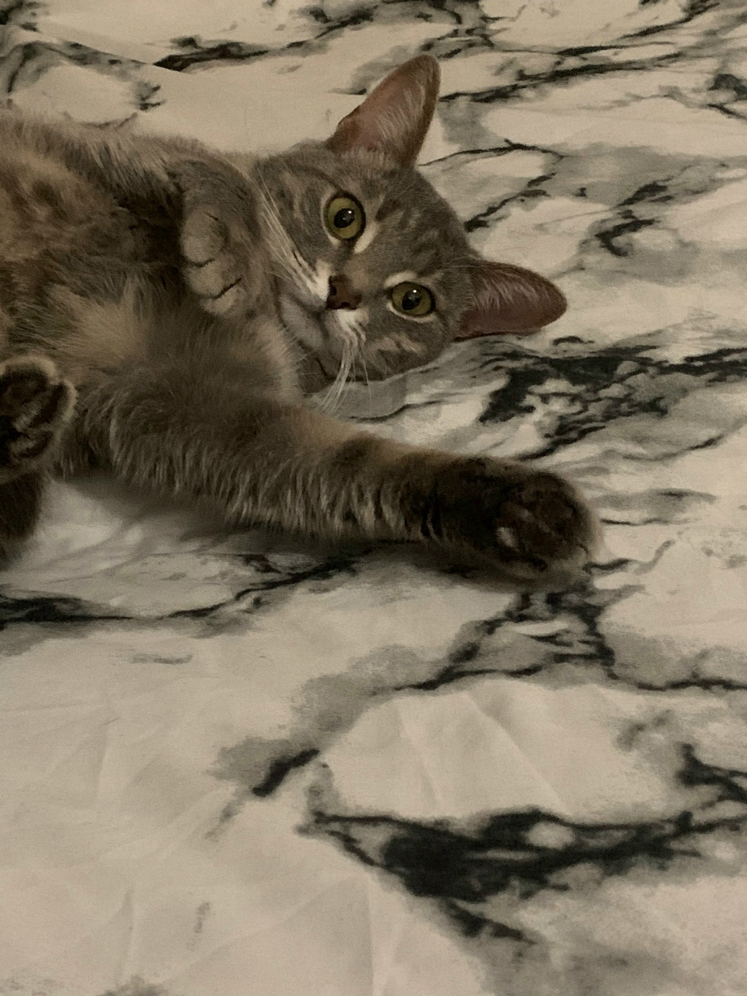 Пропала кошка в Пензе — фото объявления