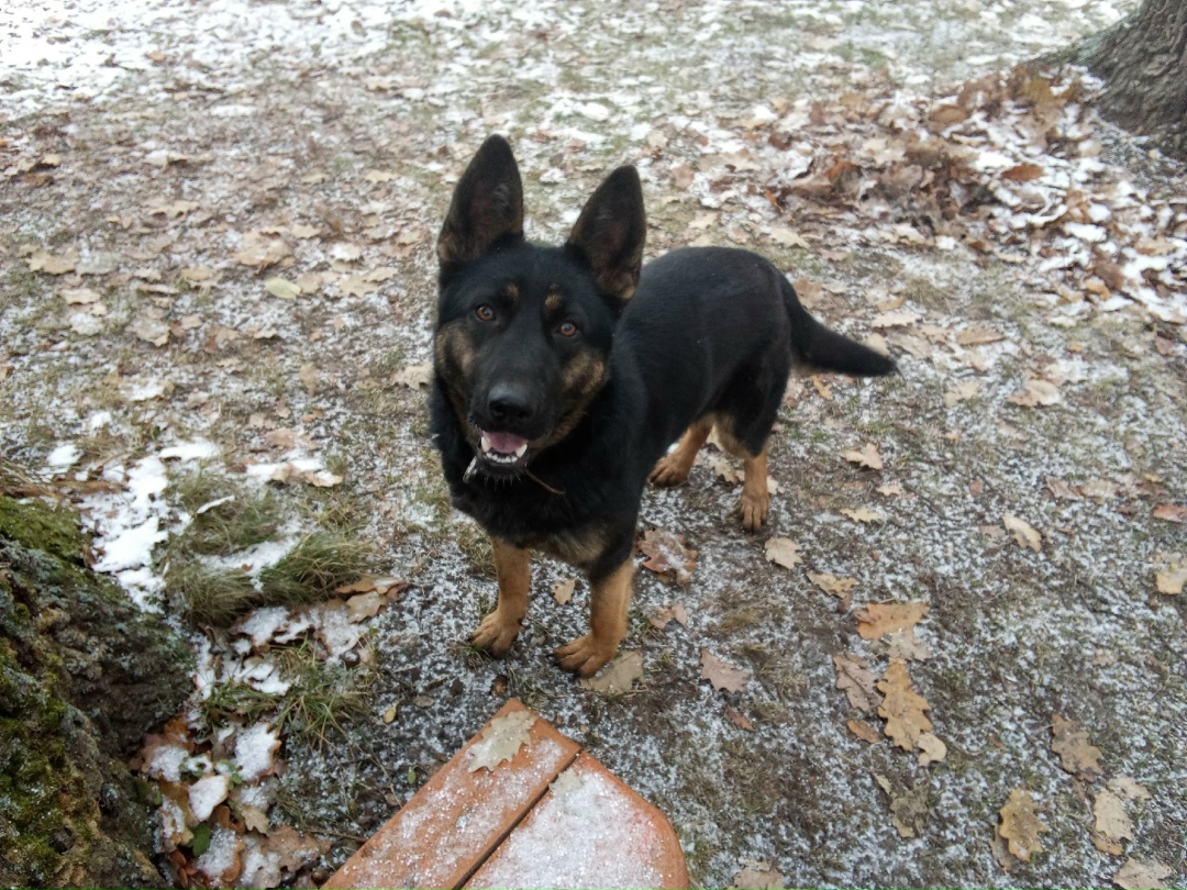 Пропала собака в Пензе — фото объявления