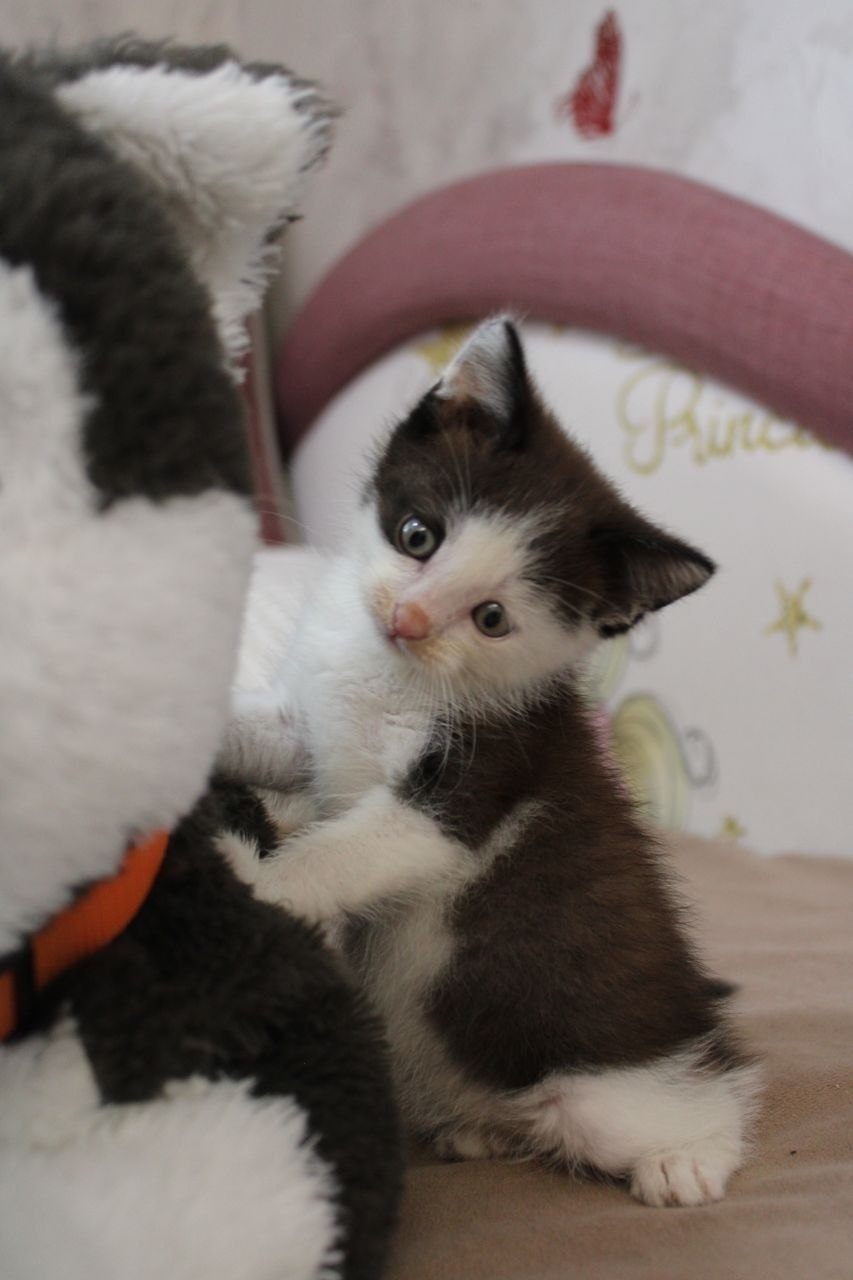 Найдена кошка в Пензе — фото объявления