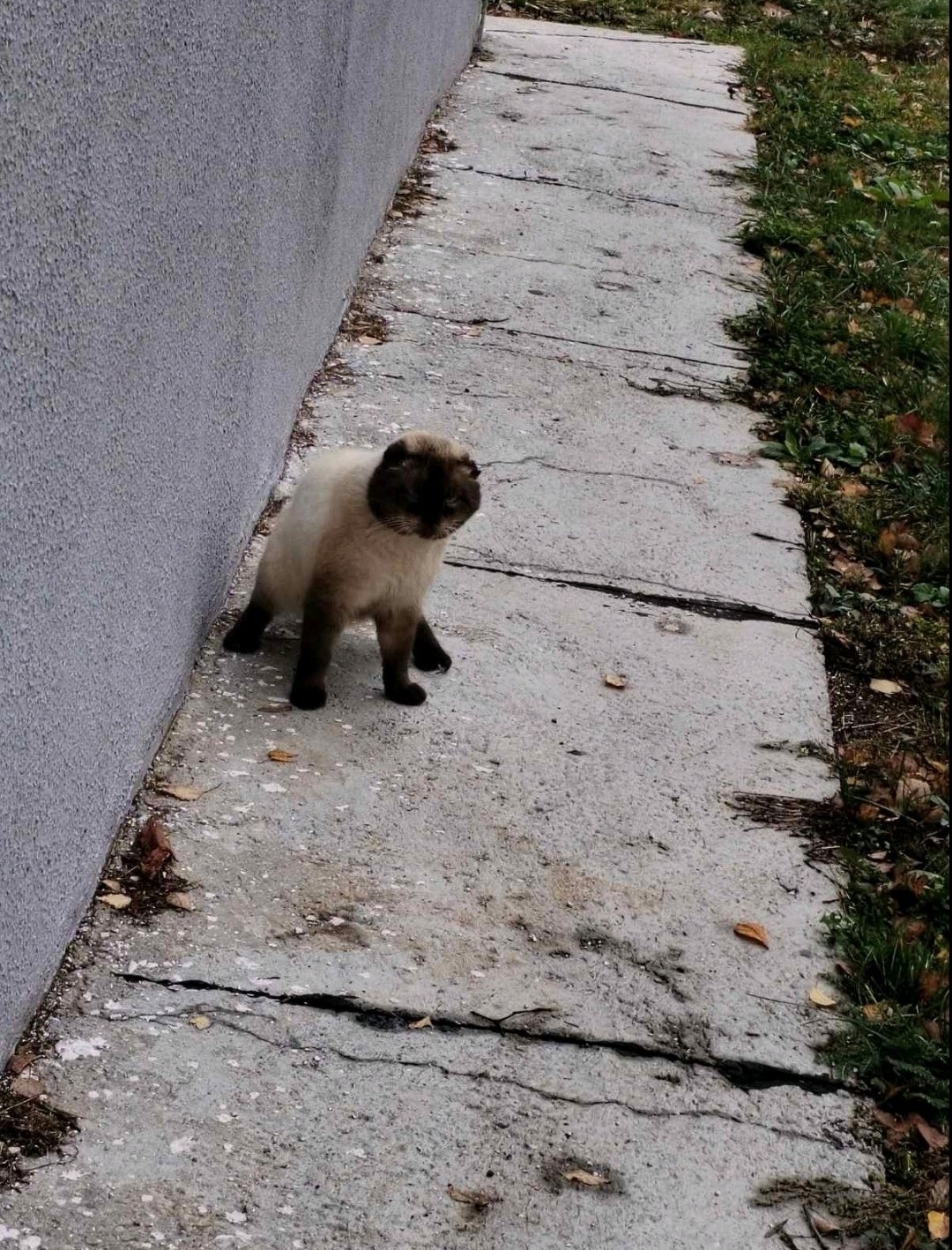 Пропала кошка в Пензе — фото объявления