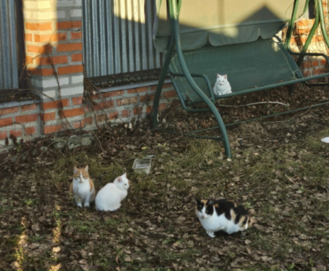 Найдена кошка в Пензе — фото объявления