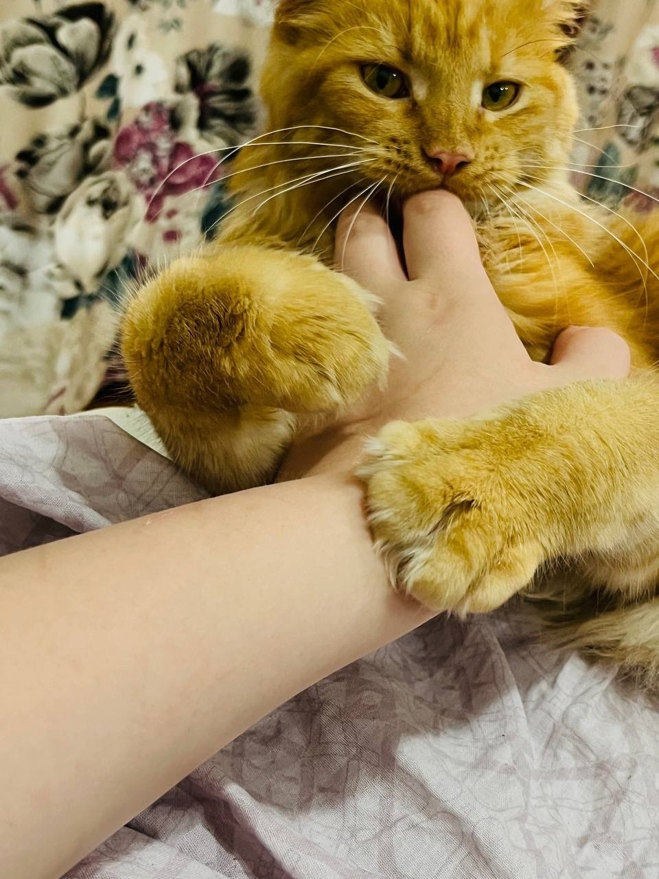 Пропала кошка в Пензе — фото объявления