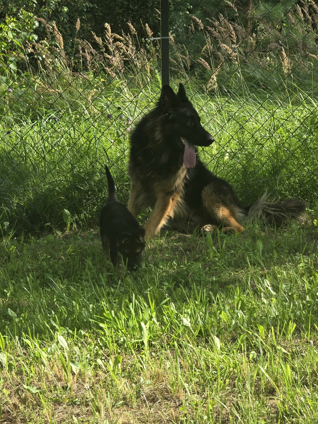 Пропала собака в Пензе — фото объявления