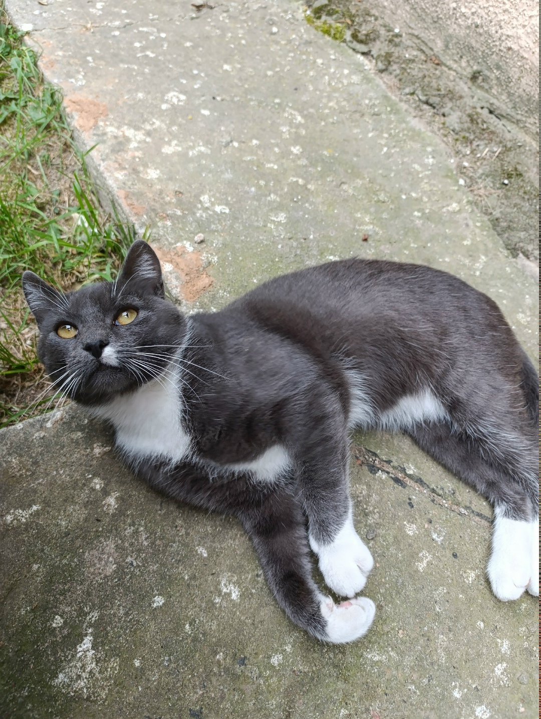 Найдена собака в Пензе — фото объявления