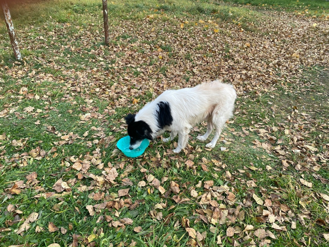 Найдена собака в Кудрове — фото объявления