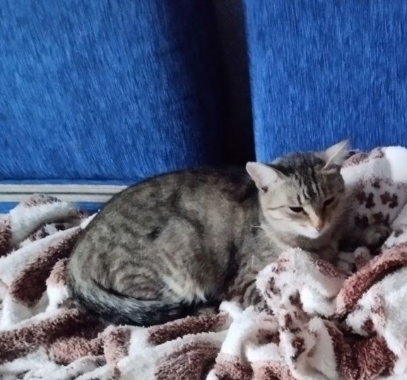 Пропала кошка в Кудрове — фото объявления