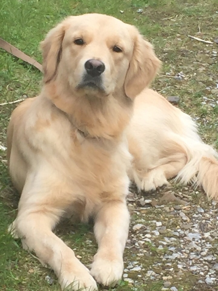 Пропала собака в Кудрове — фото объявления