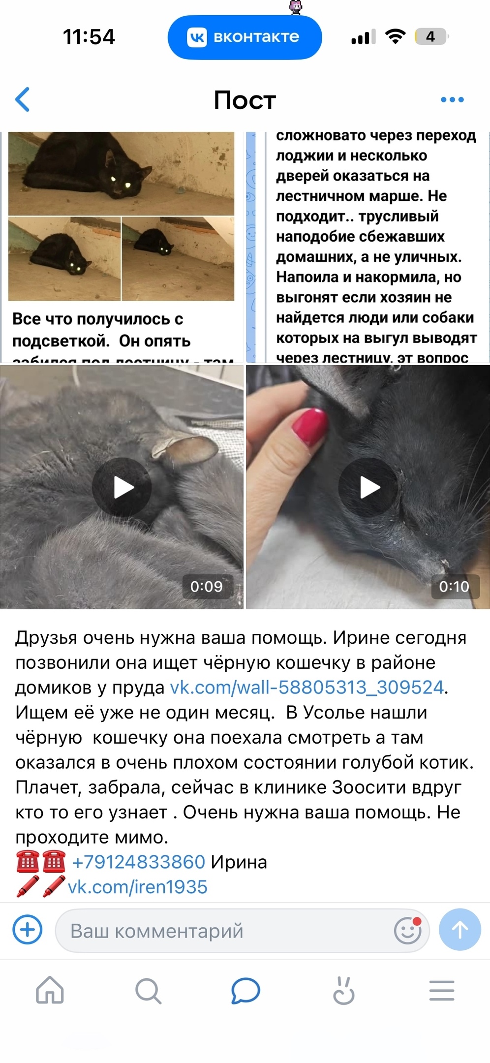 Пропала кошка в Кудрове — фото объявления