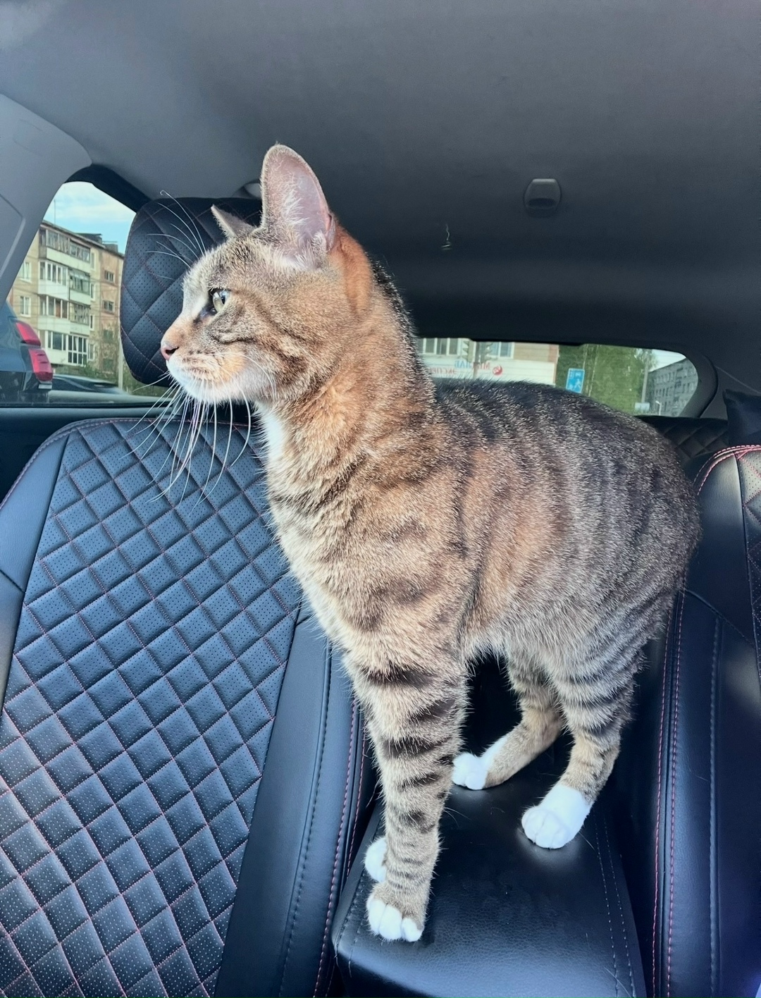 Пропала кошка в Кудрове — фото объявления