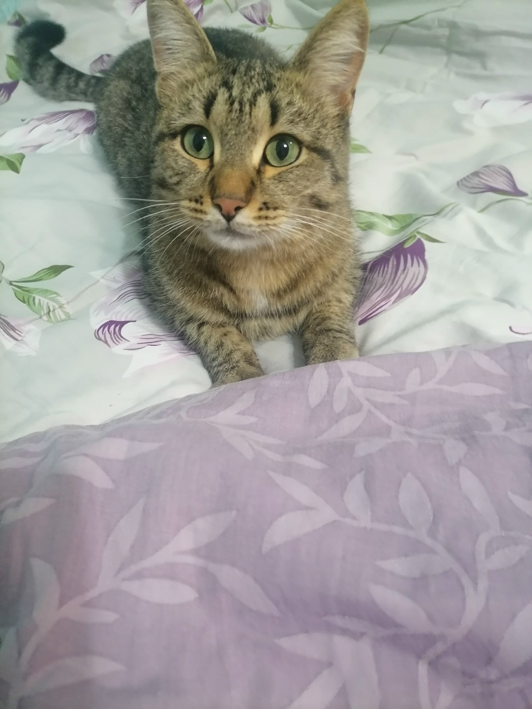 Пропала кошка в Кудрове — фото объявления