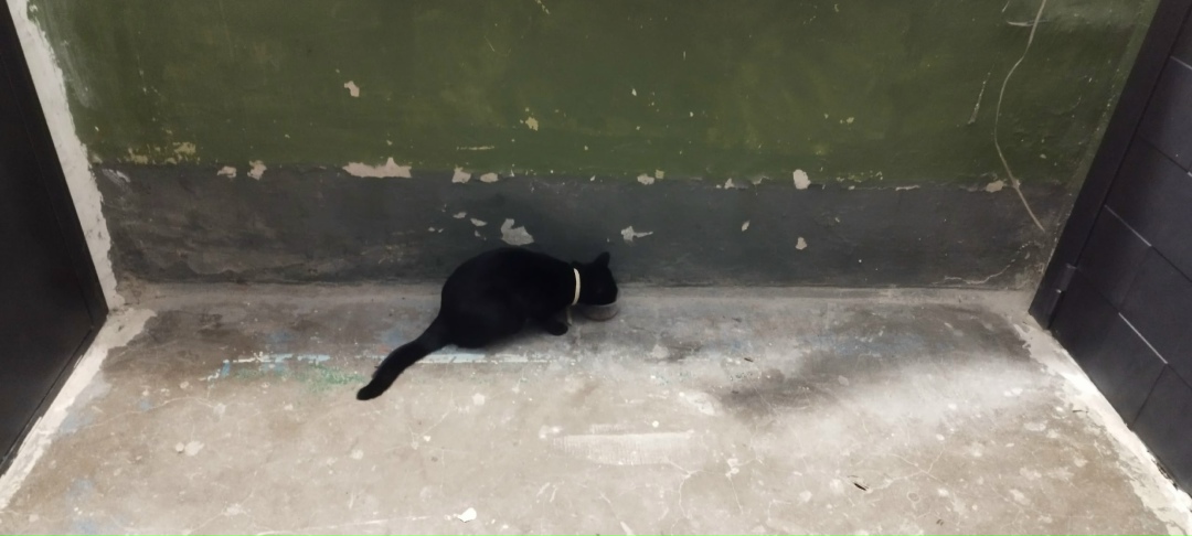 Пропала кошка в Кудрове — фото объявления