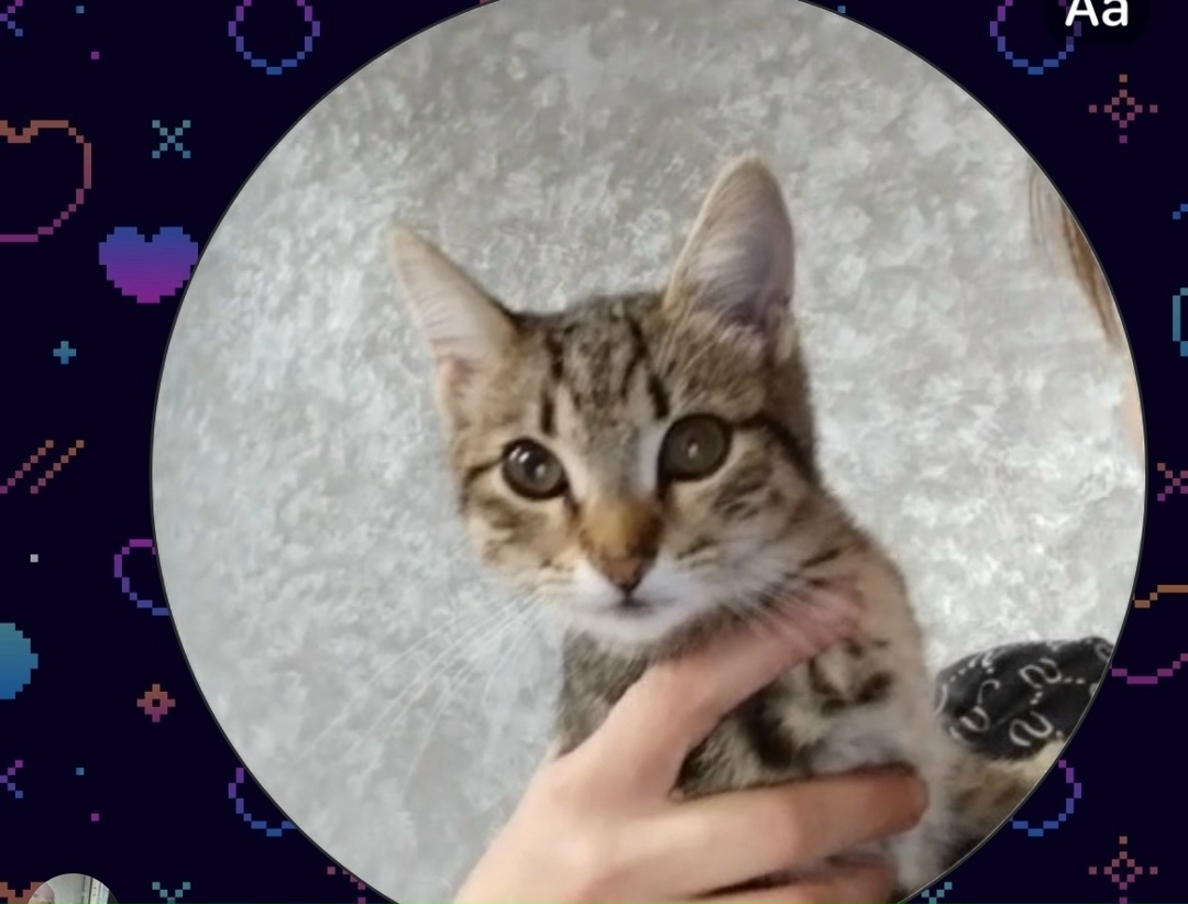 Пропала кошка в Кудрове — фото объявления