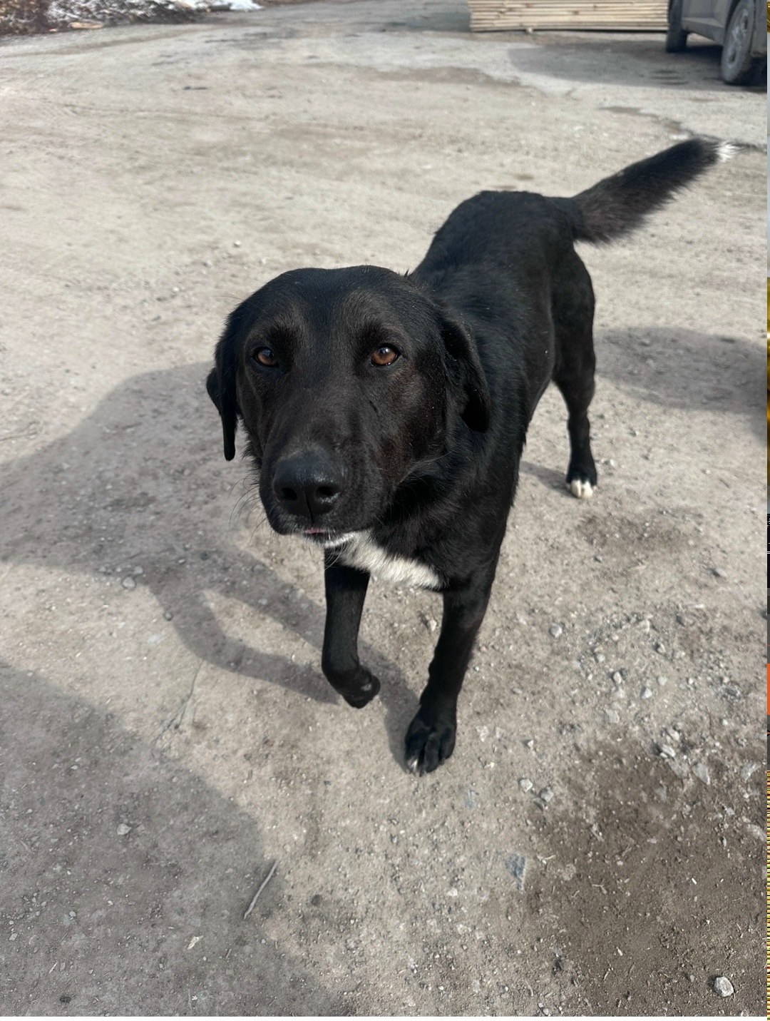 Пропала собака в Кудрове — фото объявления