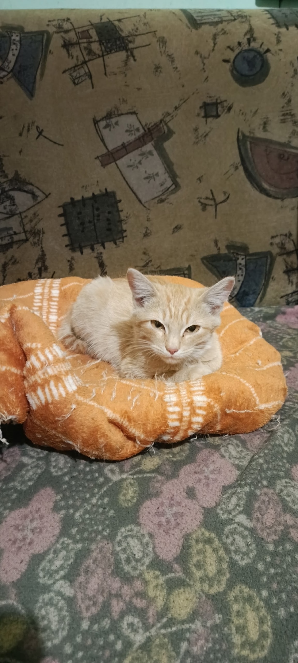 Пропала собака в Кудрове — фото объявления