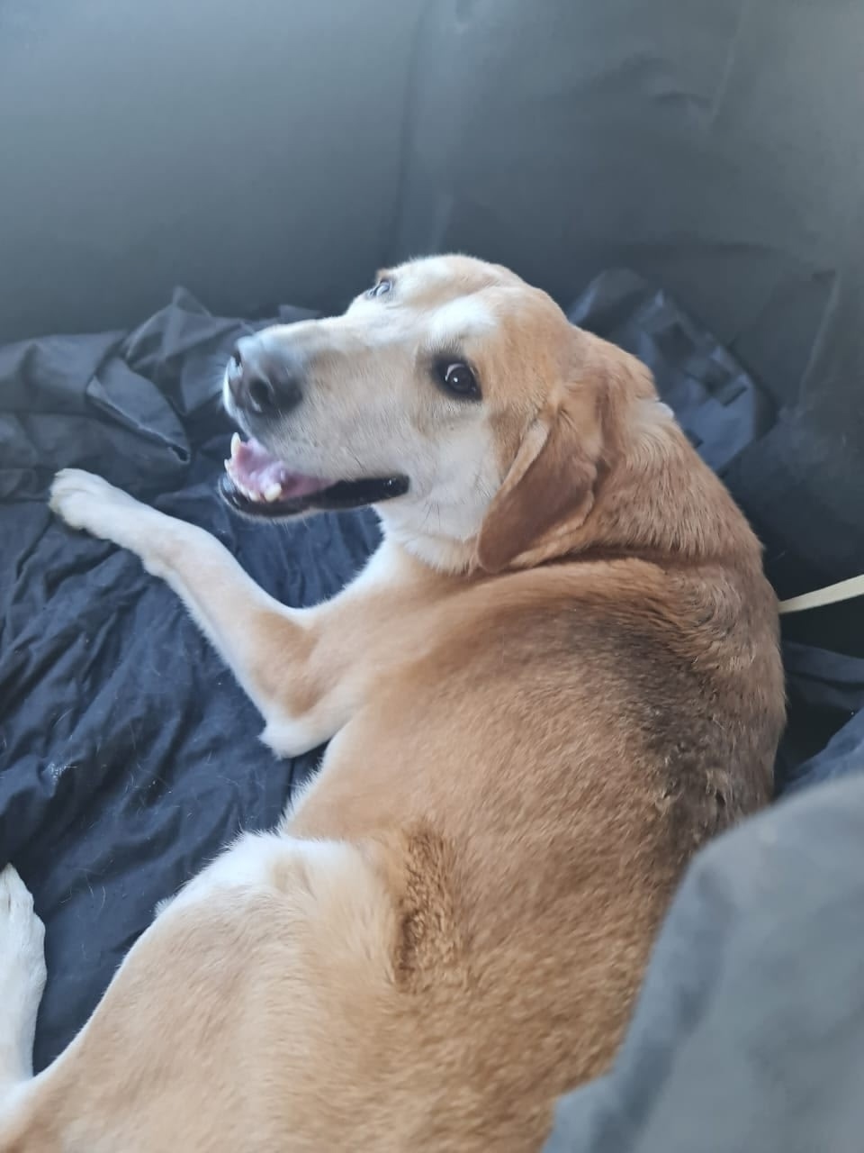 Пропала собака в Кудрове — фото объявления