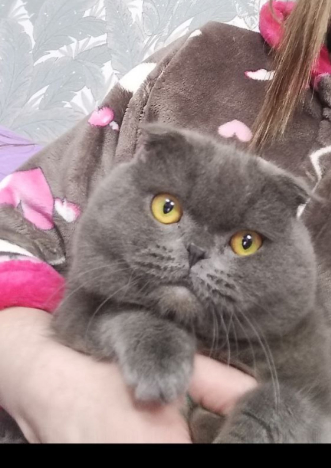 Пропала кошка в Кудрове — фото объявления