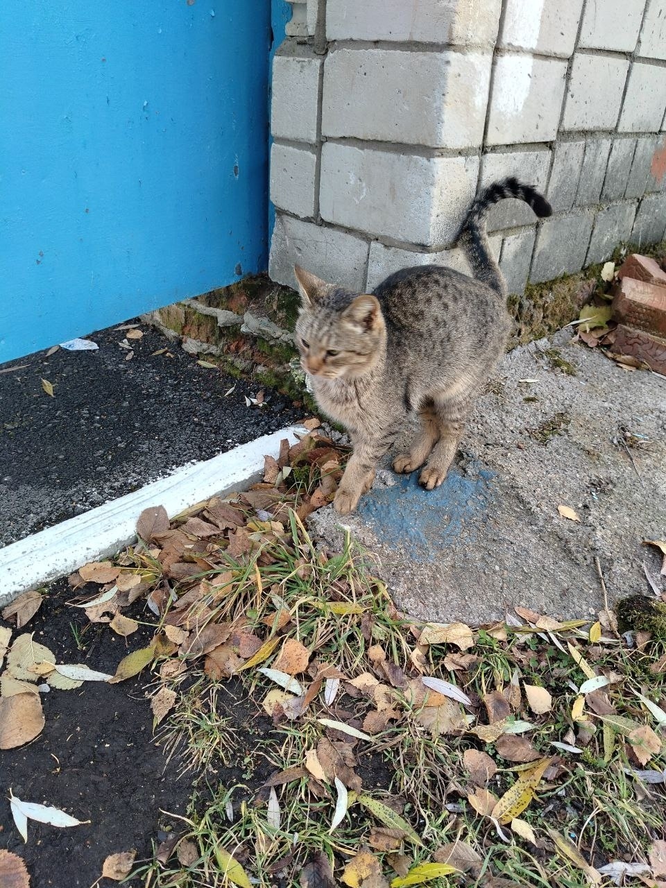 Найдена кошка в Кудрове — фото объявления