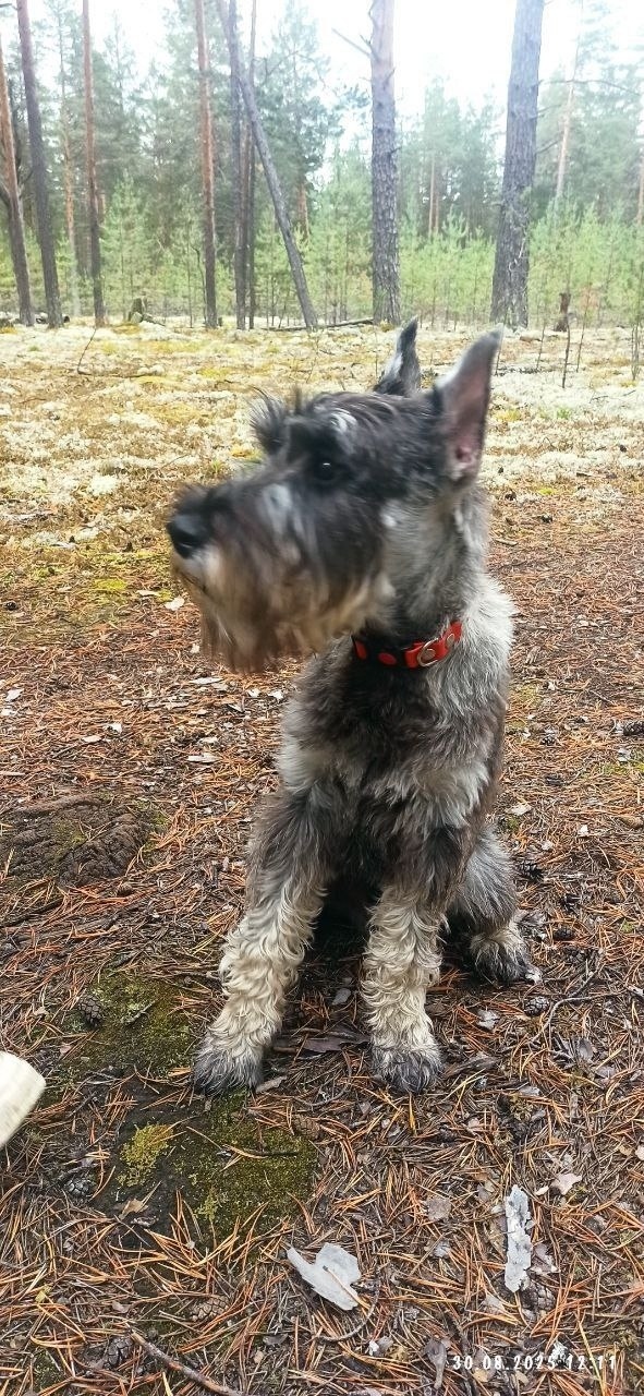 Пропала собака в Кудрове — фото объявления