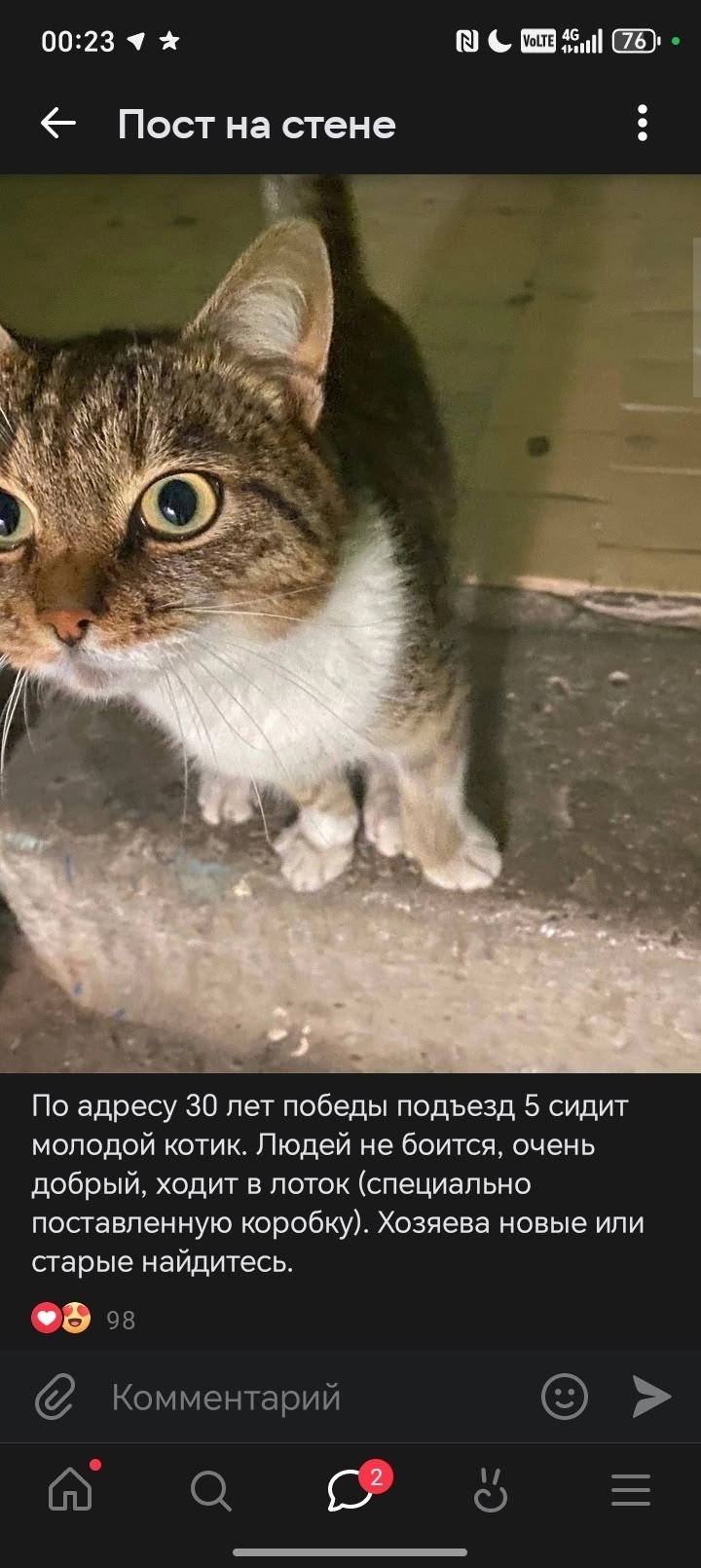 Найдена кошка в Кудрове — фото объявления