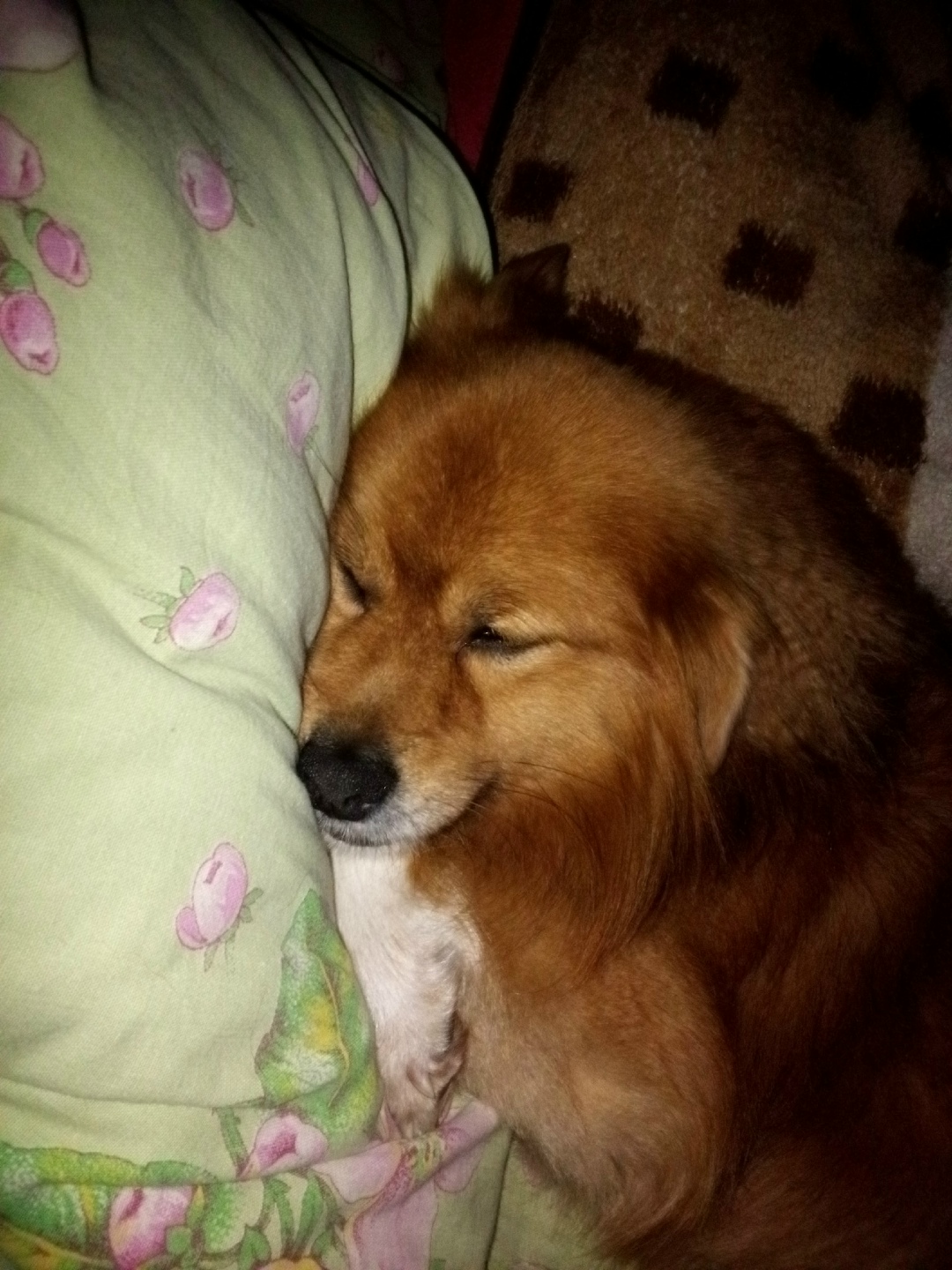 Пропала собака в Кудрове — фото объявления