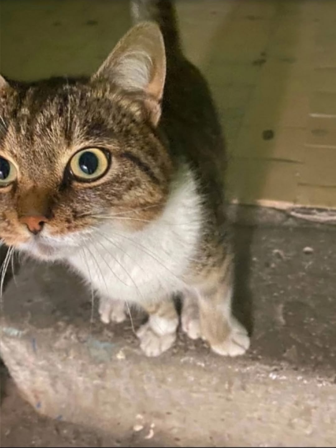 Пропала кошка в Кудрове — фото объявления