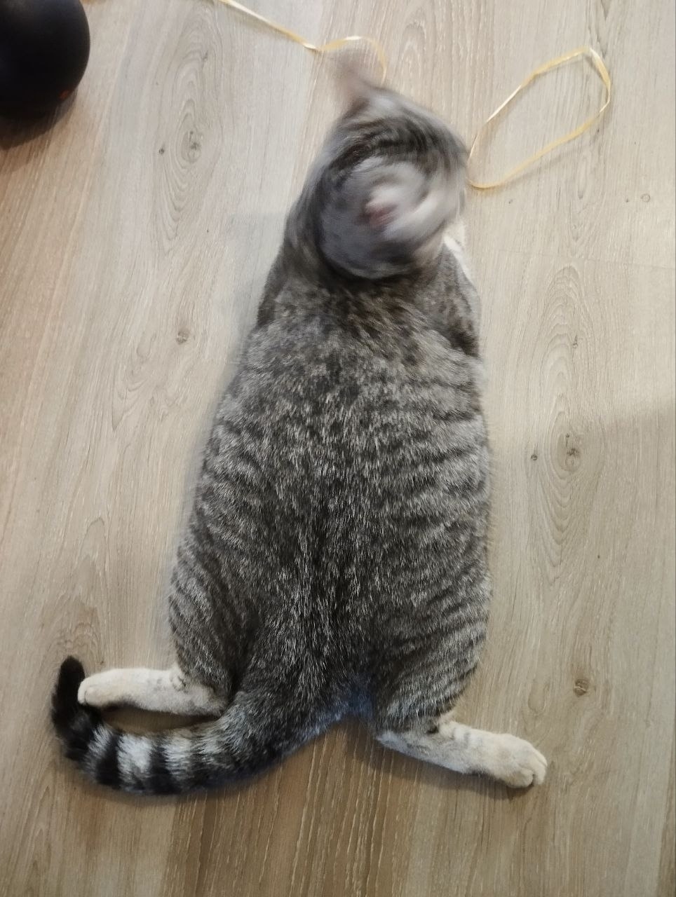 Пропала собака в Кудрове — фото объявления